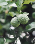 Hinoki Bergamot Hand Wash