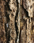 Brazilian Rosewood Hand Wash